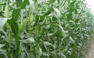 玉米秸稈顆粒用途您知多少？