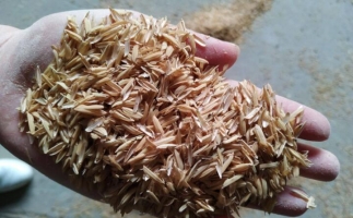 稻殼怎么做成飼料？養殖戶：秸稈直接喂養已經過時了，現在是稻殼顆粒料！